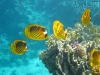 090908-15_marsa_alam_aegypten_mk405.jpg