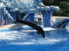 20101007_orlando3_seaworld_mk042