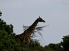 20130924-26_flug_arusha_np_mk176