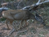 20151002_valleyoffire_zion_mk081