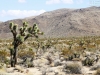 20151013_kingman_joshuatree_mk016