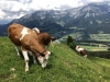 20180605-10_wilderkaiser_mk068