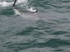 20221103-21_suedafrika_kapstadt_gardenroute_mk2142