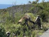 20221103-21_suedafrika_kapstadt_gardenroute_mk3034