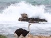 20221103-21_suedafrika_kapstadt_gardenroute_mk3078